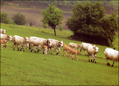 I nostri bovini sono allevati naturalmente